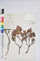 平臥怒江杜鵑藏品圖，第1張