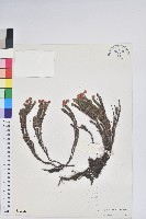 睫毛岩須藏品圖，第1張