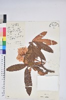 川滇杜鵑藏品圖，第1張