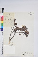 永寧杜鵑花藏品圖，第1張