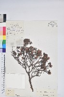 永寧杜鵑花藏品圖，第1張