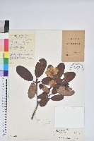 黃杯杜鵑藏品圖，第1張