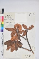 棕背川滇杜鵑藏品圖，第1張