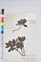 血紅杜鵑藏品圖，第1張