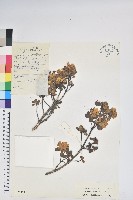 金黃杜鵑藏品圖，第1張