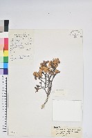 金黃杜鵑藏品圖，第1張