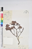 岩生杜鵑花藏品圖，第1張