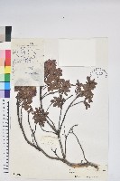 岩生杜鵑花藏品圖，第1張