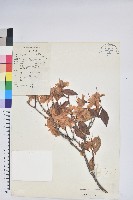 雲南杜鵑藏品圖，第1張