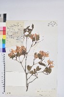 雲南杜鵑藏品圖，第1張