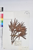 卷葉杜鵑藏品圖，第1張