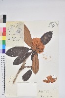 寬鐘杜鵑藏品圖，第1張