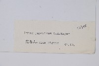 竹節參藏品圖，第2張