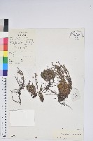 岩須藏品圖，第1張