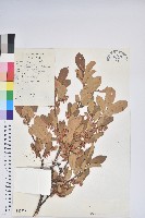 毛葉珍珠花藏品圖，第1張