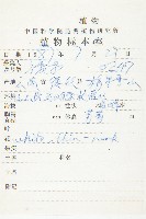 少花杉葉杜藏品圖，第2張