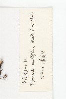 多花杉葉杜藏品圖，第3張