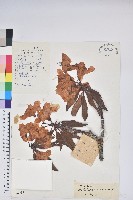 亮葉杜鵑藏品圖，第1張