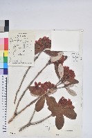 血紅杜鵑藏品圖，第1張