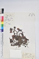 平臥怒江杜鵑藏品圖，第1張