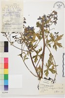 擬螺距翠雀花藏品圖，第1張