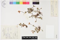 近羽裂銀蓮花藏品圖，第1張