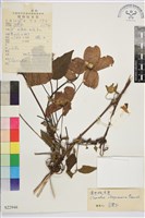 金毛鐵線蓮藏品圖，第1張