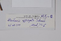 闊葉小檗藏品圖，第2張