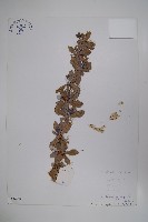 錐花小蘗藏品圖，第1張