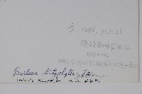 刺紅珠藏品圖，第2張