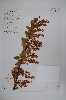 川滇小蘗藏品圖，第1張