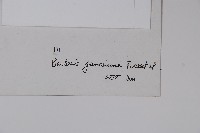 川滇小蘗藏品圖，第2張