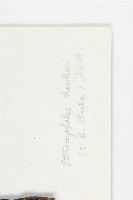 匙葉翼首花藏品圖，第3張