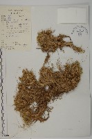 登錄號:S022991藏品圖，第1張