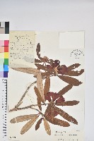 綿毛杜鵑藏品圖，第1張