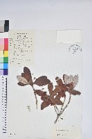 血紅杜鵑藏品圖，第1張