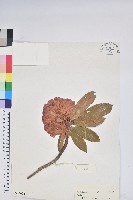 光柱杜鵑藏品圖，第1張