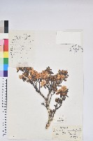 櫻草杜鵑藏品圖，第1張