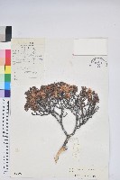 地毯杰鵑花藏品圖，第1張