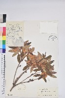 柳條杜鵑藏品圖，第1張