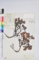 地毯杰鵑花藏品圖，第1張