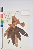 寬鐘杜鵑藏品圖，第1張