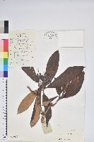 寬鐘杜鵑藏品圖，第1張