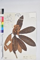 寬鐘杜鵑藏品圖，第1張