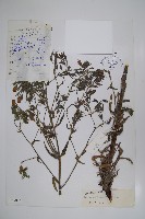 密花滇紫草藏品圖，第1張