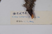 密花滇紫草藏品圖，第2張
