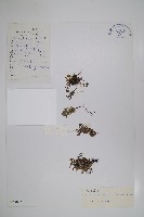 微果草藏品圖，第1張