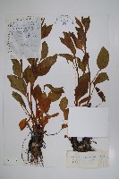 寬葉假鶴虱藏品圖，第1張