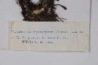 寬葉假鶴虱藏品圖，第2張