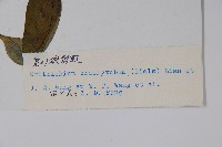 寬葉假鶴虱藏品圖，第2張